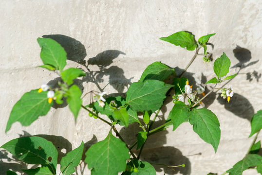 majcuy, quilete or Hiermora plant used in Guatemala in soups and stews, nutritious food, Solanum americanum, Solanum, nifrescens and Solanum nigricans