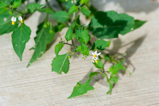 majcuy, quilete or Hiermora plant used in Guatemala in soups and stews, nutritious food, Solanum americanum, Solanum, nifrescens and Solanum nigricans