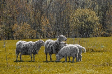 sheep on a field