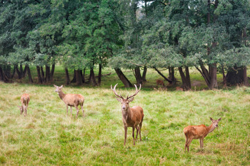 Wild auf Wiese