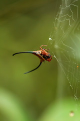 Horned spider