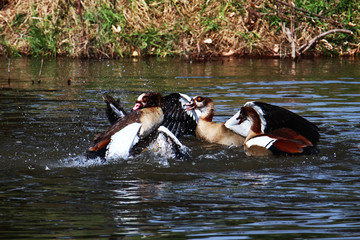 A group of Egyptian geese (Alopochen aegyptiaca) fighting on water near the age of a lake