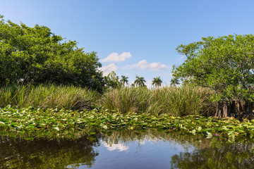 Florida wetland, Airboat ride at Everglades National Park in USA. Popular place for tourists, wild nature and animals. Lily Pads in the foreground.