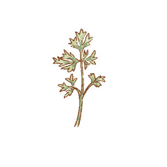 Bunch of Fresh green Cilantro twigs isolated icon. Spring Rareripes. hastings, farm market, Vector illustration. hand-drawn