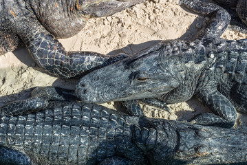 Close up view of American Alligators that lie on the sand in the Everglades Holiday Park, Florida, USA