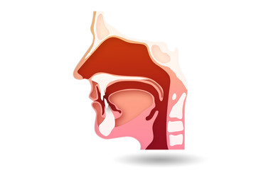 Illustration of human head with various organs