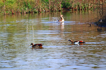 Egyptian geese (Alopochen aegyptiaca) swimming in a lake