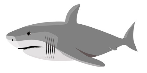 Vector illustration of a shark.
