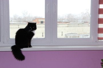Cat sitting at window and looking out. Pet on window-sill