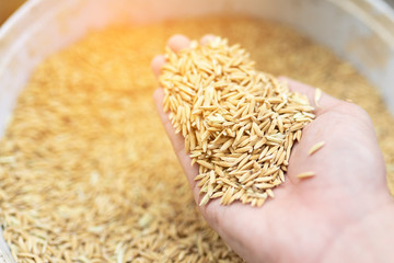 Rice in hand, concepts of rice milling, the basic processing steps of paddy to be rice or brown rice suitable for eating