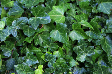 Natural green background from Hedera helix. texture of leaves of ivy
