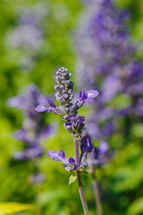 British lavender, green leaves bloom naturally beautiful outdoors