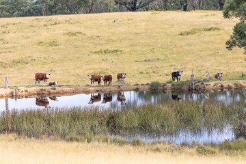 Fototapeta na wymiar Cows at a watering hole in a large grassy agricultural field