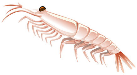 Little shrimp on white background