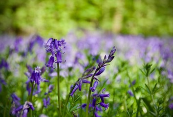Bluebells