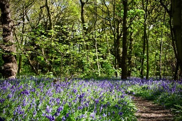 Woodlands at Springtime 