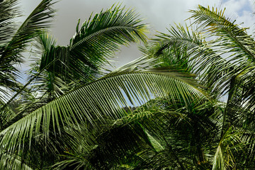 Coconut palm trees, beautiful tropical background, summer time