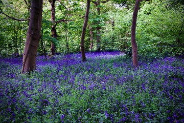 Bluebells Woods