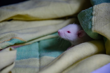 White mice 