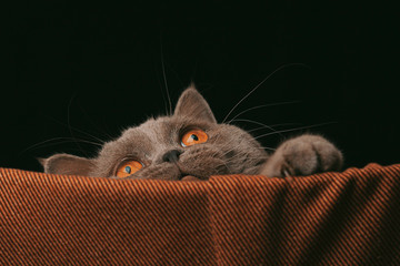 gray scottish straight cat with orange eyes on a black background. playful pet concept