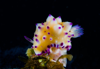 The nudibranch Mexichromis multituberculata with eggs.