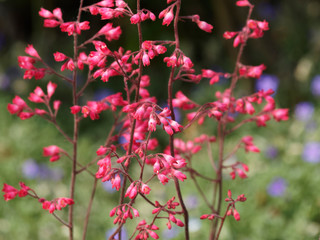 Heuchère brizoïdes 'Pluie de feu' (Heuchera brizoïdes ou sanguinea)