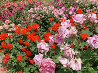 愛媛県今治市かわら館　薔薇
