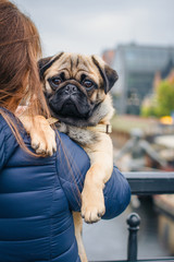 Woman hugs a funny puppy with love outdoors. Dog of a pug breed with owner happy together. Pet care