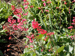 Heuchera sanguinea ou brizoïdes | Heuchère brizoïdes 'Pluie de feu'  à floraison flamboyante...