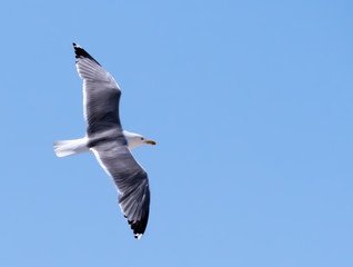 Mouette vole dans le ciel bleu, les ailes ouvertes