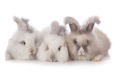 English Angora rabbits