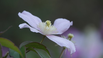 blühende Clematis mittig