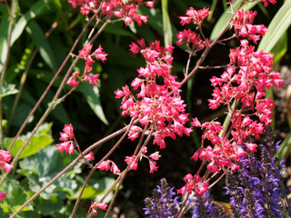 Heuchera brizoïdes ou sanguinea | Heuchère brizoïdes 'Pluie de feu' ou heuchère rouge