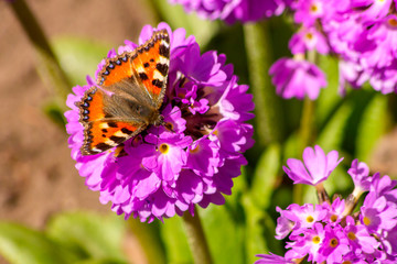 On the bright flower of the fine-toothed primrose sits a spring butterfly-urticaria.