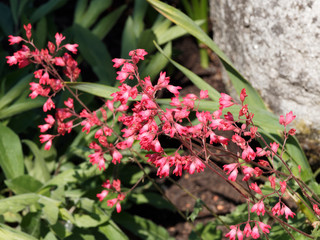 Heuchera brizoïdes ou sanguinea | Heuchère brizoïdes 'Pluie de feu' ou heuchère rouge aux...