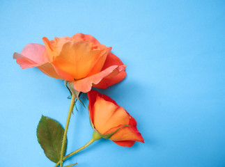 beautiful orange roses on blue background