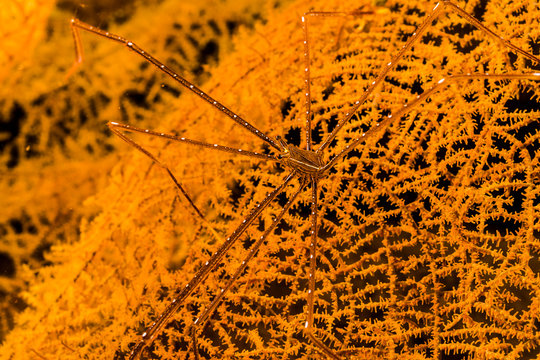 The spider squit lobster on Sea fans.