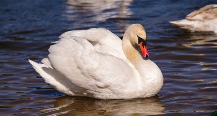 Obraz premium White swan by the river.