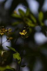 yellow bloom