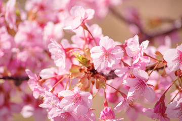 Obraz premium 河津桜：桜 sakura cherry blossom 
