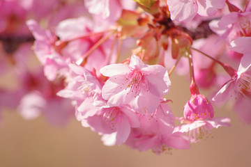 河津桜：桜　sakura　cherry blossom	
