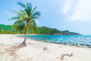 Secluded tropical beach turquoise transparent water palm trees, Bai Om undeveloped bay Quy Nhon Vietnam central coast travel destination, desert white sand beach no people clear blue sky - Powered by Adobe