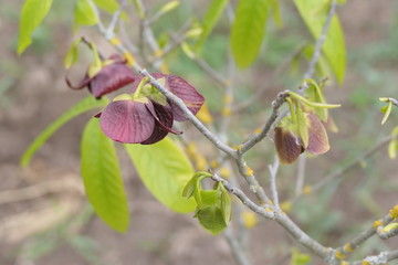 Blüte der Indianerbanane
