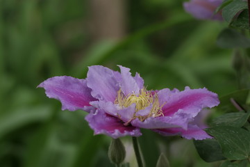 Fototapeta premium Blüte der Waldrebe