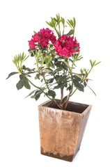 Fototapeta na wymiar Rhododendron in studio