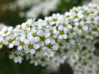 spirea shrub blooms in the garden with small white flowers