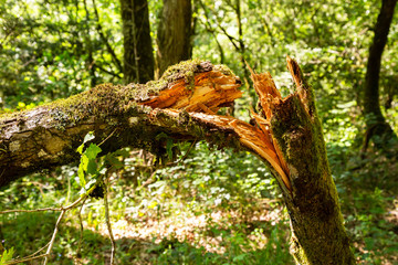 Tree broken in half in a forest of Galicia