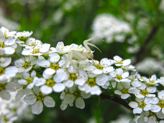 spirea shrub blooms in the garden with small white flowers