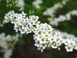 spirea shrub blooms in the garden with small white flowers