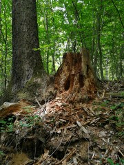 tree trunk  in the wet-forest
